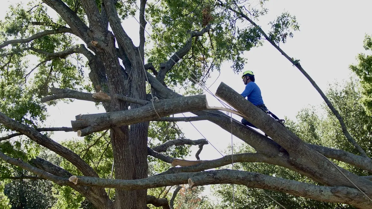 Professional Crown Thinning performed by certified arborists in Kings Bay